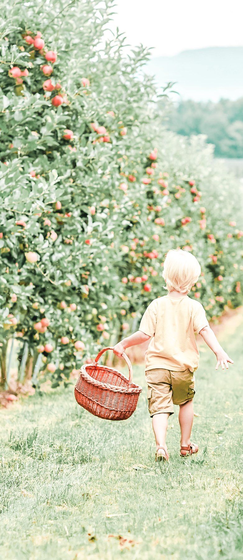 A child carrying a basket through a summer garden